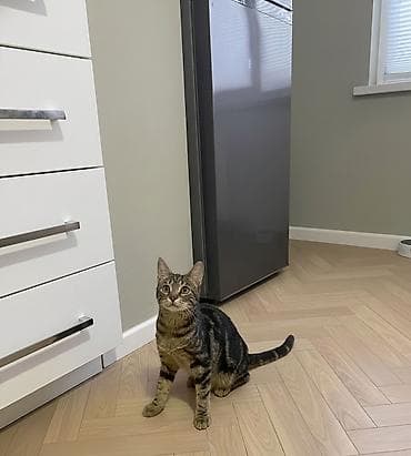 Benqal, Dişi, Yaxşı əllərə