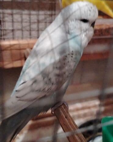 inek alım satım: Məhsul: Budaqlı qəfəsdə saxlanılan iki dalmatian/ingilis dalğıc deyil — 2