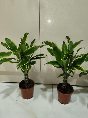 qab gulleri: Otaq bitkiləri – dekorativ saksı kolleksiyası Tərkib: - Dracaena — 1