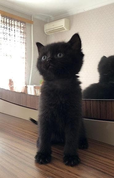 bala pişik ucuz: Erkək, Yaxşı əllərə — 2