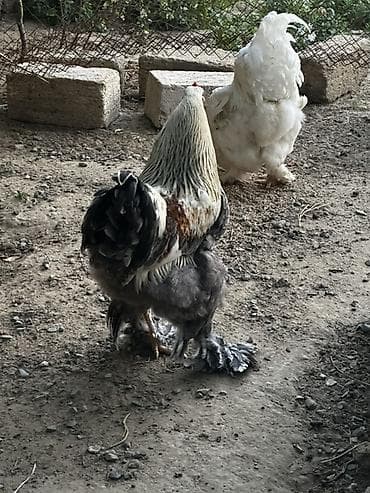 sultan toyuğu: Toyuq, Brama, Damazlıq — 1