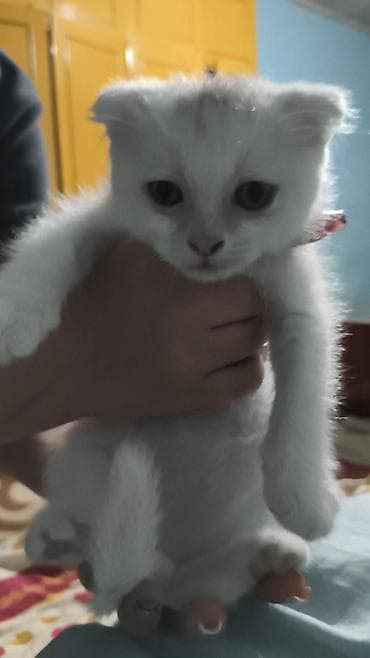 Məhsul: Ağ balaca pişik balası Xüsusiyyətlər: - Rəng: tam ağ tüklü -