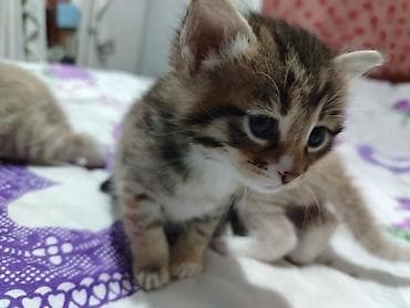 cins pişikler: Ev pişik balaları – müxtəlif rəng və naxışlarda - Növ: Ev pişiyi — 3