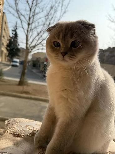 erkey dana: Şotland, Erkək, Cütləşmə üçün, Ünvandan götürmə — 2