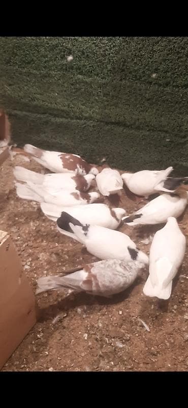 pisik ev: Məhsul: Ev göyərçinləri tecili satilir 6 cutdu bir tek baldir istoyen — 1