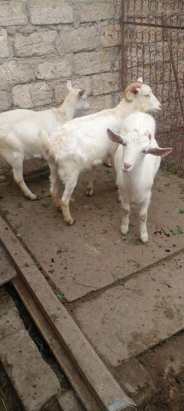 Inəklər, öküzlər: Məhsul: Ağ rəngli oğlaqlar (bir neçəsi buynuzlu) - Cins: Yerli ağ keçi — 9