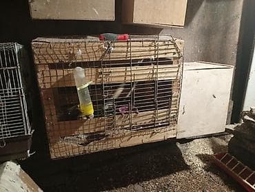 ereb ati satilir: Salam 1 cüt korella 70 manata.bala almışam 4 ədəd elada baxırlar 1 — 10