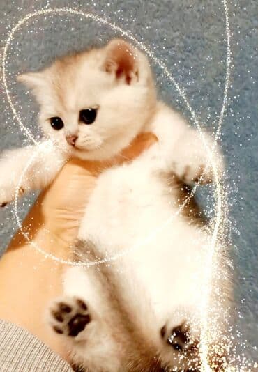 Britan, Erkək, Dişi, Yaxşı əllərə, Ünvandan götürmə lalafo.az -da Britan, Erkək, Dişi, Yaxşı əllərə, Ünvandan götürmə