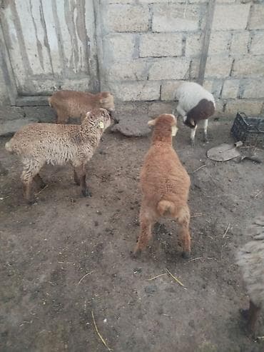 qoyun eti: Qoyun quzuları satılır - Növ: yerli ətlik quzu (yağlı quyruq tipli) — 1