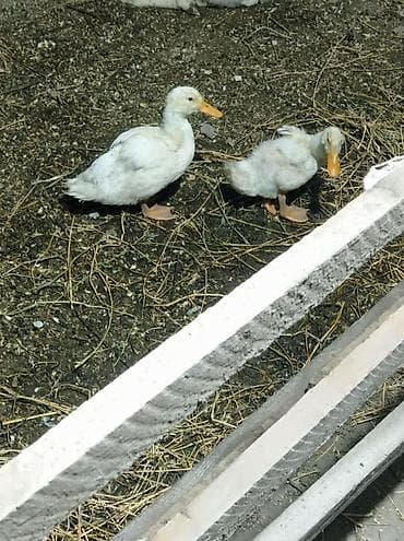 Məhsul: Ördəklər (2 ədəd) Təsvir: - Ağ rəngli yerli ördək cütü -