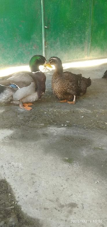 qaz quş: Blue Rouen Ördeklerinin satışı — 6