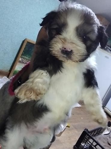 yem qabı: Shi-tsu — 2