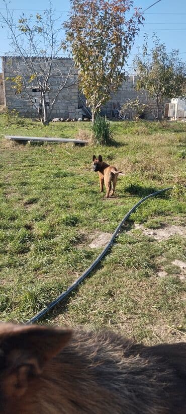 avçarka balaları: Belçika çoban iti, 3 ay, Dişi, Pulsuz çatdırılma — 9