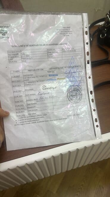 itler xasqi: Şpitz, 10 ay, Erkek, Sənədli, Ödənişli çatdırılma — 2