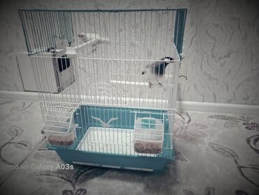 Lincoln: Quş qəfəsi və aksesuar dəsti - Rəng: ağ metal barmaqlıqlar, mavi alt — 4