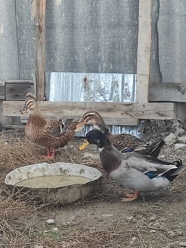 ördək haqqında məlumat: Salam 1 yaşıl baş kəkilli, 2 sona 1 ri kəkilli satilir qiyməti 60 AZN — 12