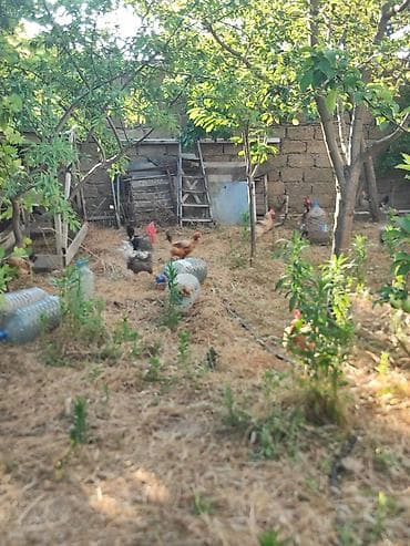 donuz eti: 30 Yumurtayan toyuq 3ədəd Xarkov xoruzu opşi 33 dənədir satılır tam — 2