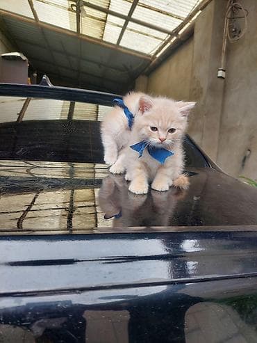 mingəcevir pişik: Britan — 8