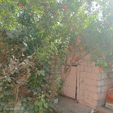 yaşıl dərə həyət evləri: 1 otaqlı həyət evi – bağ sahəsi ilə - Giriş: Həyətyanı sahəyə açılan — 17