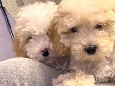 ucuz ev iti: Pudel, 2 ay, Erkek, Peyvəndli, Pulsuz çatdırılma — 3