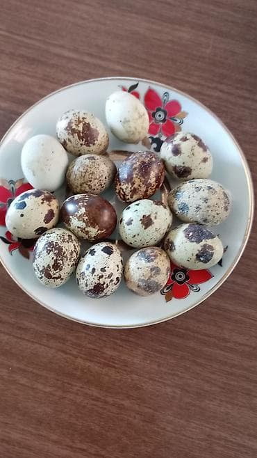 Bildirçin yumurtası - Təbii xallı qabıqlı, kiçik ölçülü bildirçin