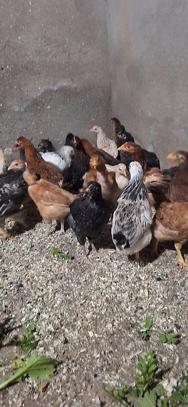 cücə: Toyuq cücələri, Damazlıq, Ödənişli çatdırılma — 4