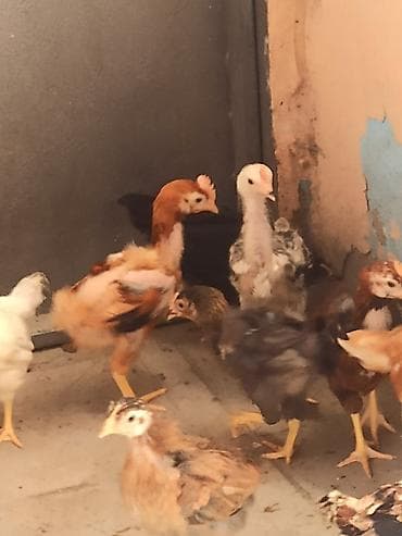 Toyuq cücələri, Ətlik