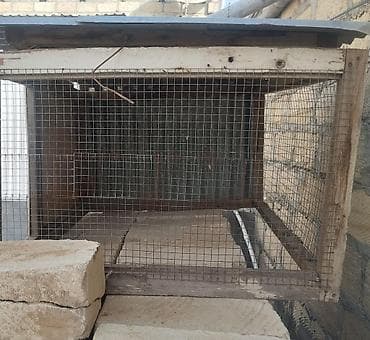 Heyvanlar üçün mallar: Quş qəfəsi / heyvan saxlanma qutusu - Material: taxta çərçivə və — 1