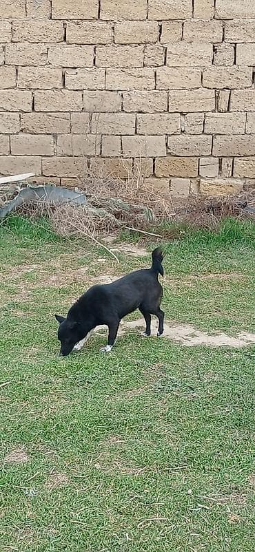 taxda qefes: 1 il, Dişi — 5