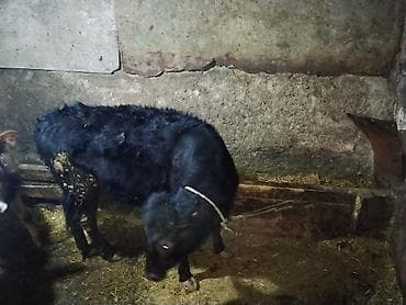 Yemlər: Sarı dana erkək qara dana dişi barter var balalir ineklər — 3