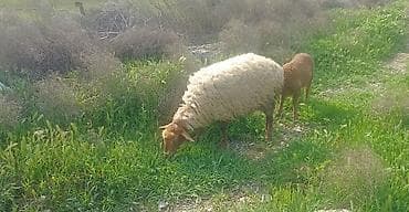 1ci qarna şişek dişi balayla satlr ünvan ST Sumqayt