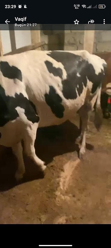 it satısı: Holşteyn növündə inək. 1 aya dogacaq bogazdı heyvan 2 ci qarına — 2