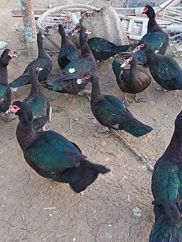 etlik: Erkək, | Lal ördək, Ətlik — 3