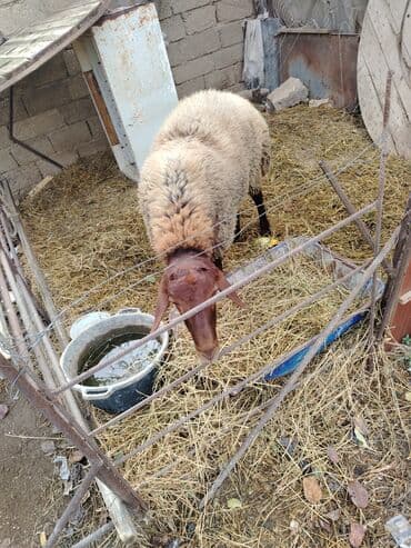 Gəmiricilər: Qoc qala cinsi kim isdəsə razı aşaram — 2