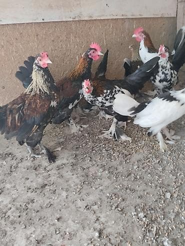 cins ineklerin satisi 2018: Toyuq, Damazlıq — 2