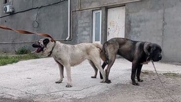 сколько стоит собака бу: Кангал, 3 годa, Самец, С прививками, Платная доставка — 5