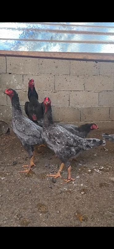 kənd heyvanları: Toyuq, Damazlıq — 8