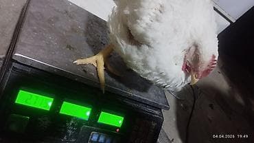 bolqar toyuq: Toyuq, Broyler, Ətlik, Ünvandan götürmə — 3