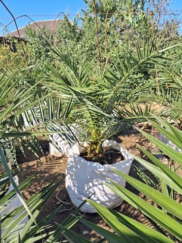 sultan daragi gülü: Məhsul: Xurma palması (Phoenix dactylifera) fidanları Təsvir: - — 8