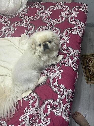 it heyvan: Pekines — 1