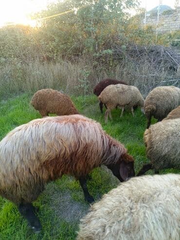 Qoç satılır ətlik de vermək olar