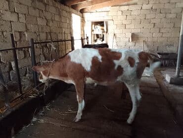 cins ineklerin satisi 2018: 3 dene disi dana 2 si her biri 900 den 1 i 1100 den simental . qara — 6