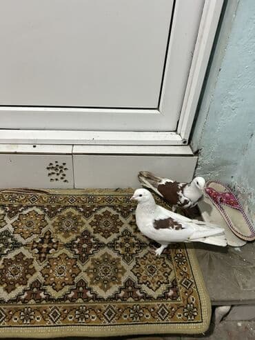 alabaxta quşu: Məhsul: Ev göyərçinləri (cüt) Təsvir: - Rəng: ağ-qəhvəyi ləkəli — 1