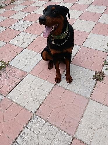 İtlər: Doberman, 10 ay, Erkek, Peyvəndli, Ödənişli çatdırılma — 5