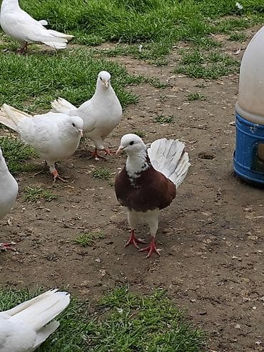 Məhsul: Qüvvətli rəng keçidlərinə malik dekorativ göyərçinlər Təsvir