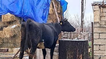 Собаки: Самка, Simental, лет: 4, 650 кг — 5