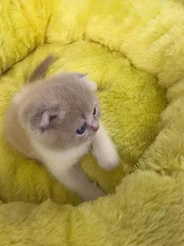 sibir pisiyi: Şotland yastı qulaq — 7