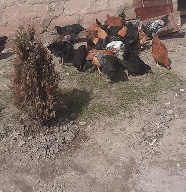 qirt toyug: Toyuq, Damazlıq — 4