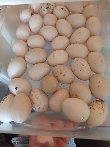 toyuq məhsulları: Məhsul: Təbii ördək yumurtası Təsvir: - Ağ-krem rəngli, orta ölçülü — 2