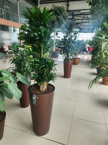 dibcek gulleri qiymeti: Bitgi və dibçəklər — 6